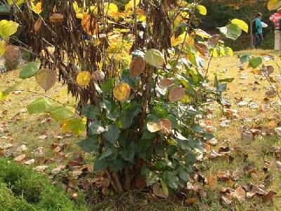 박태기나무(Cercis chinensis Bunge)