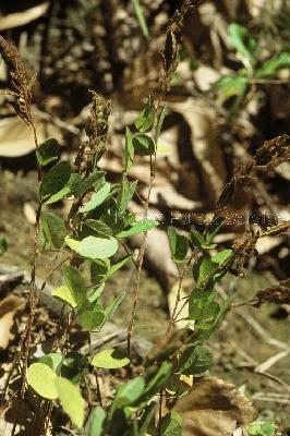 Plant Illustration Details