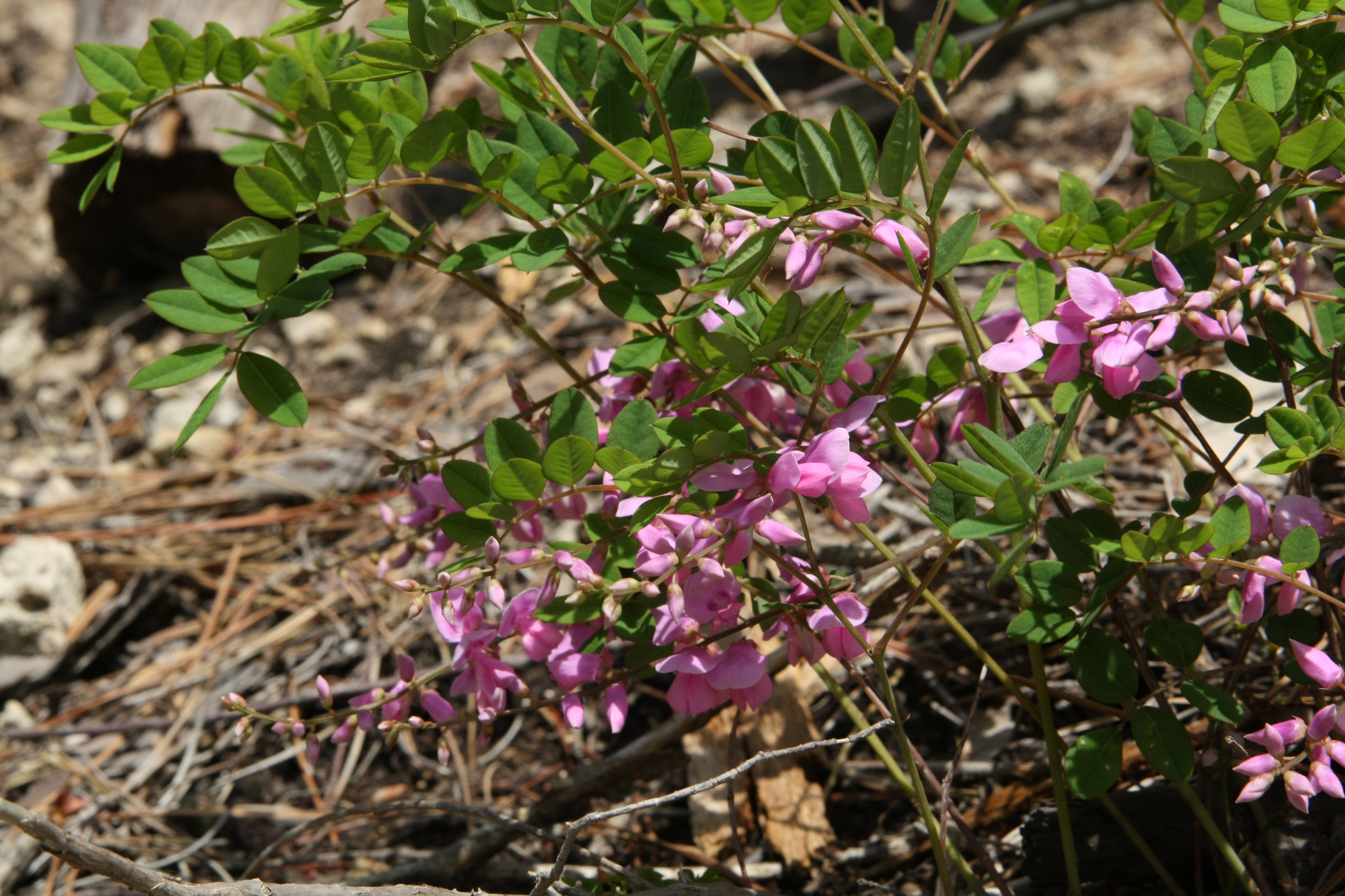 Plant Illustration Details