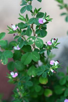 Plant Illustration Details