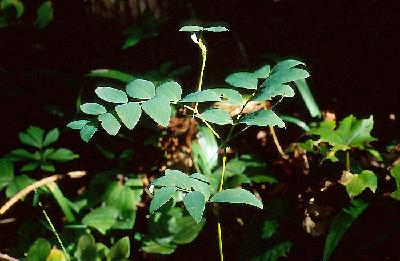 Plant Illustration Details