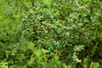 참싸리(Lespedeza cyrtobotrya Miq.)