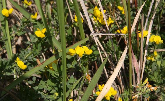 벌노랑이(Lotus corniculatus L. var. japonica Regel)