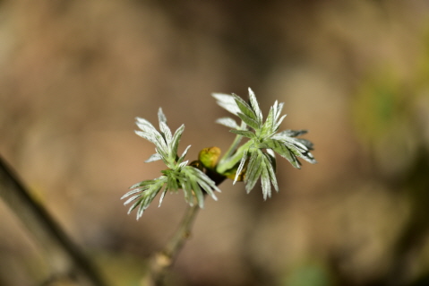 다릅나무(Maackia amurensis Rupr.)