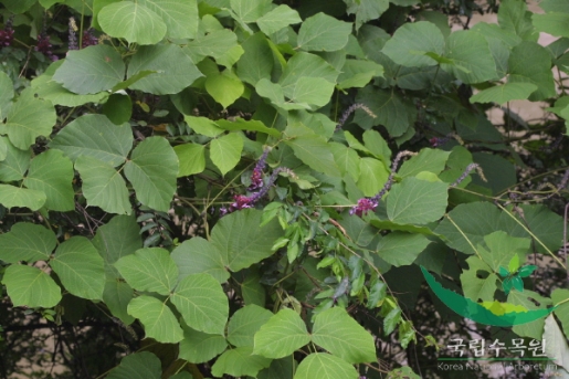 Pueraria lobata (Willd.) Ohwi