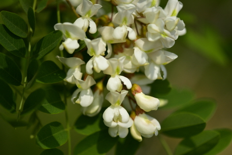 Plant Illustration Details