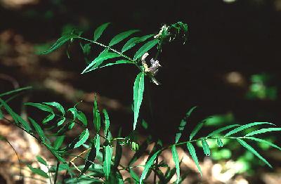 Plant Illustration Details