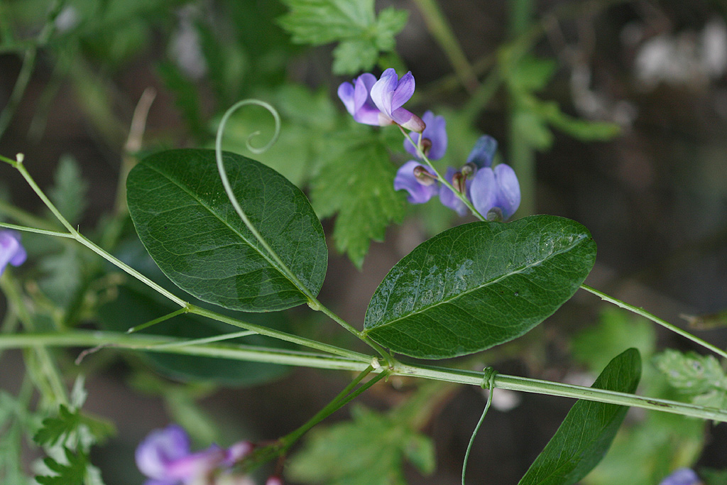 Plant Illustration Details