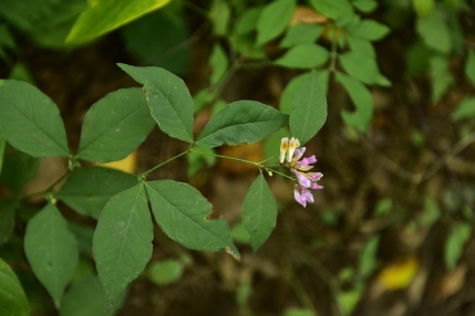 Plant Illustration Details