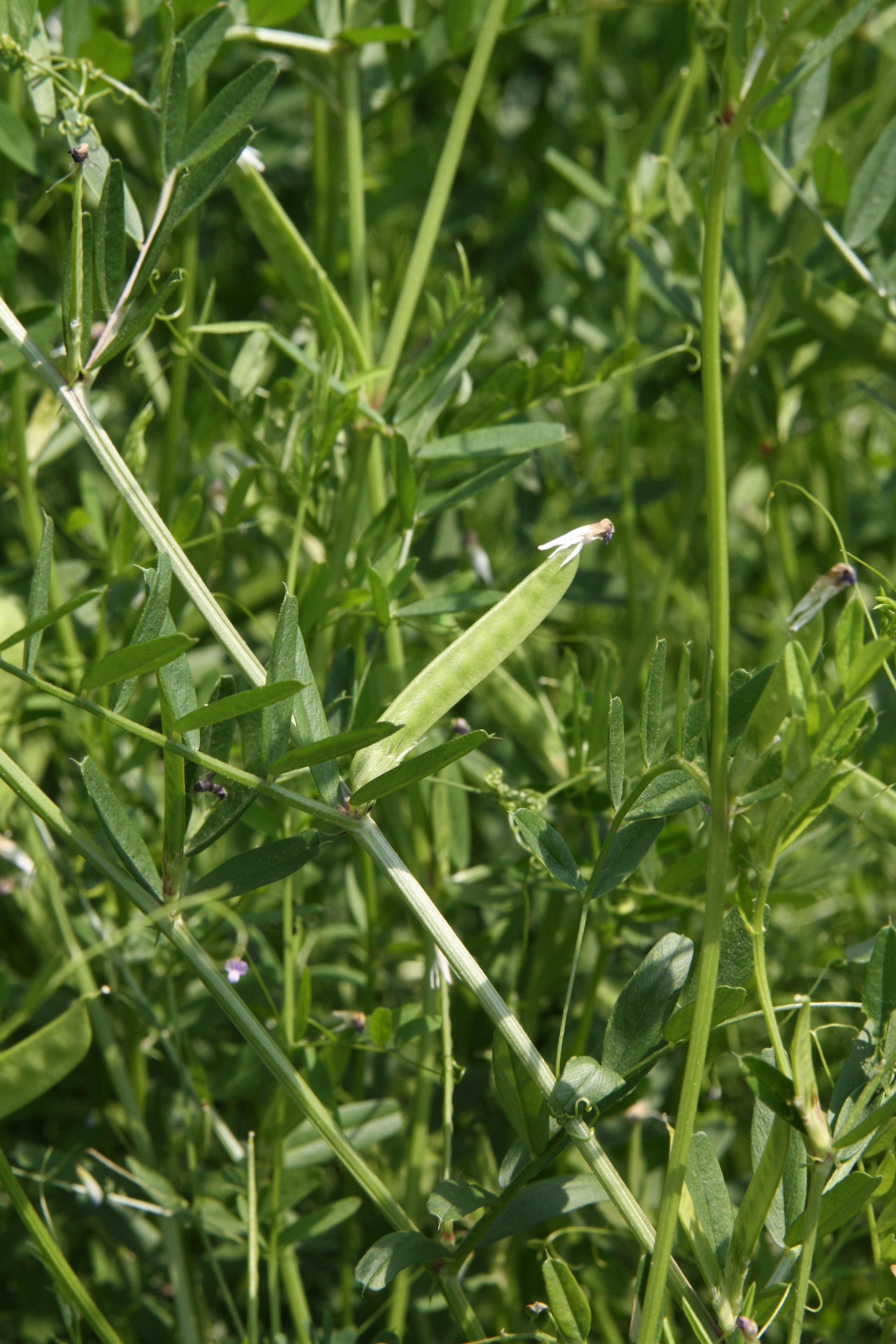 Plant Illustration Details