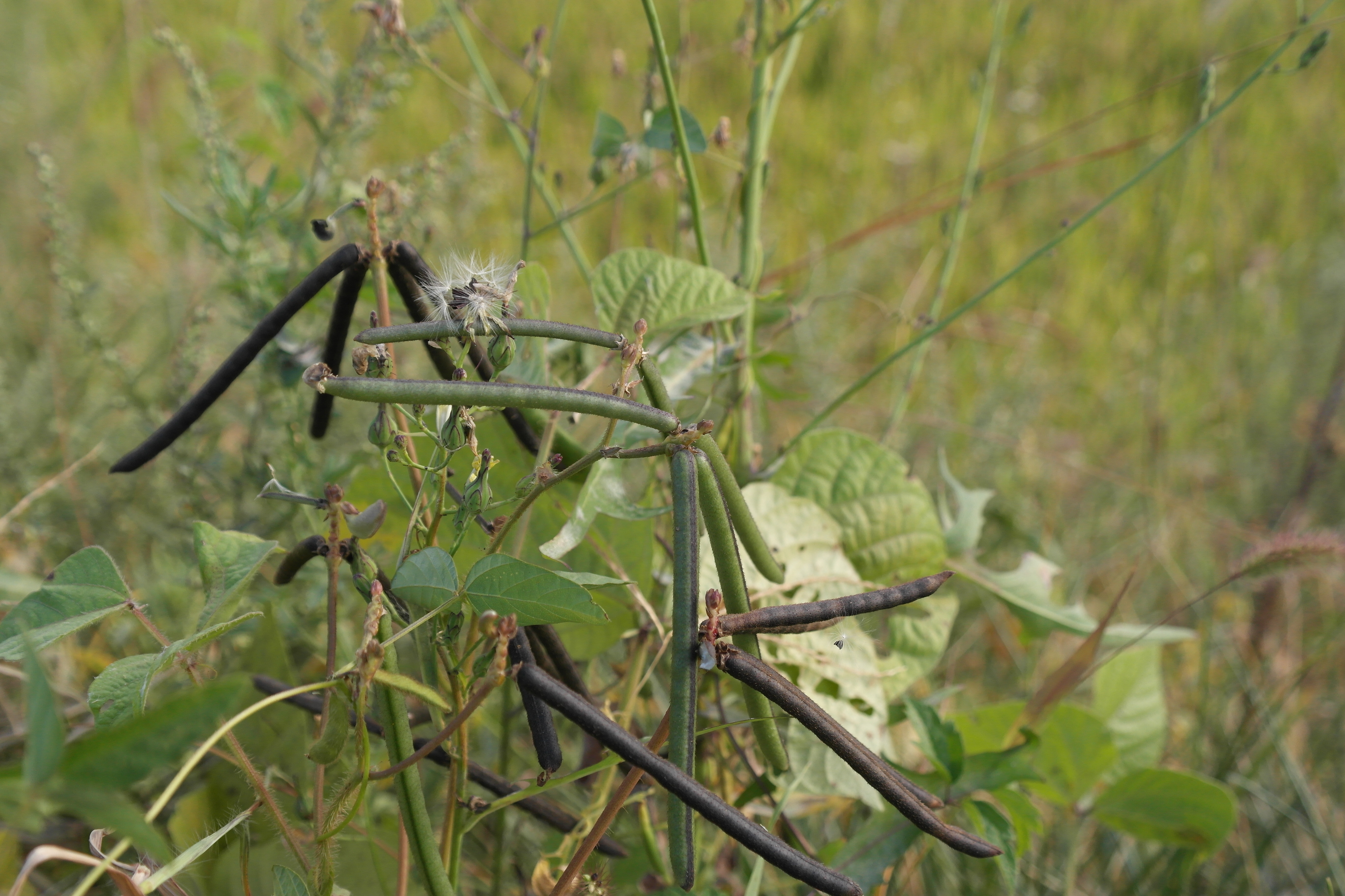 Plant Illustration Details