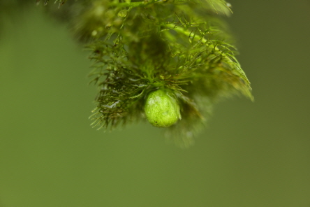 Plant Illustration Details