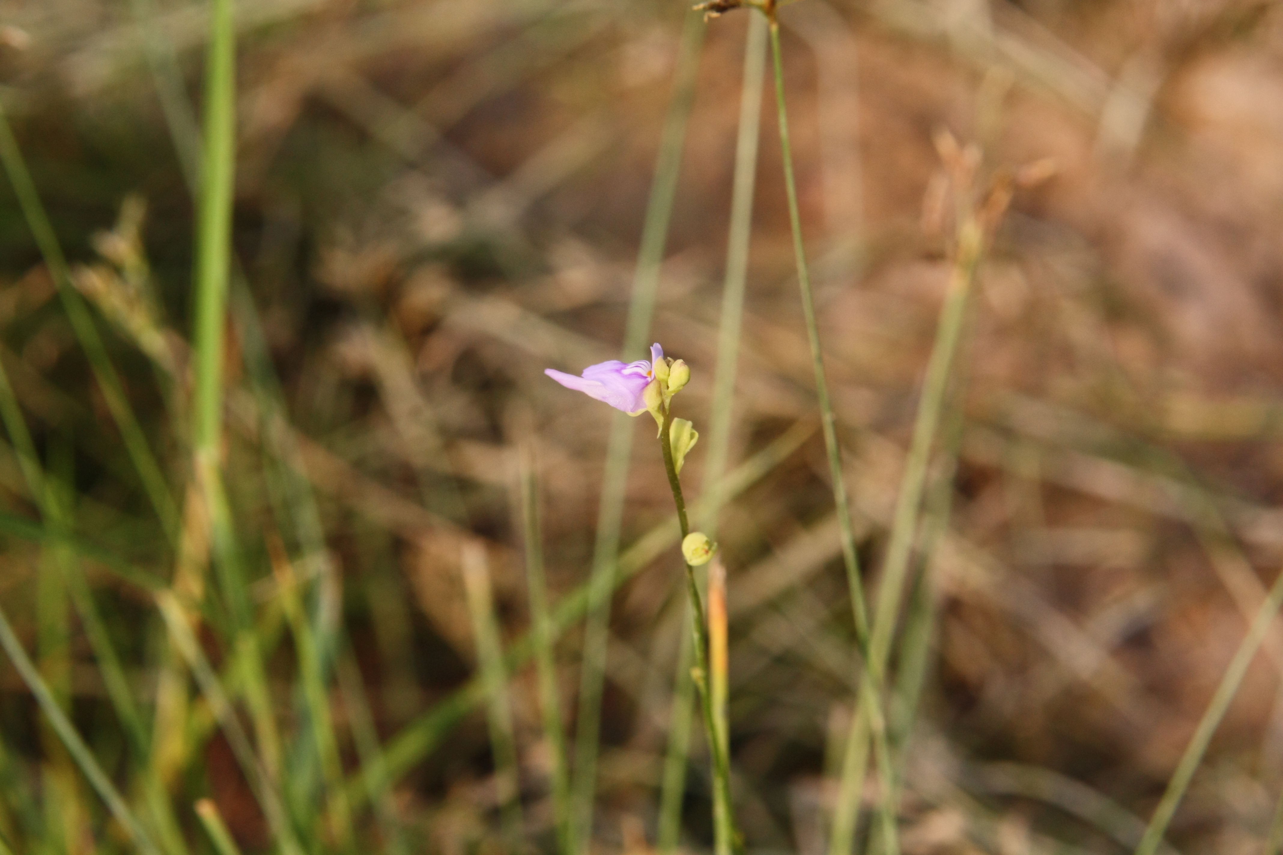 Plant Illustration Details