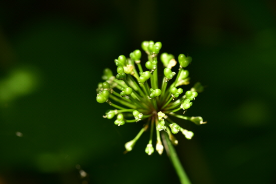 Plant Illustration Details