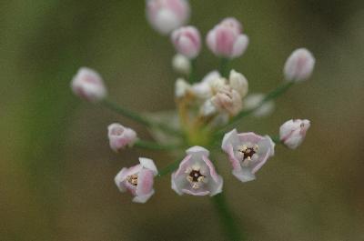 Plant Illustration Details