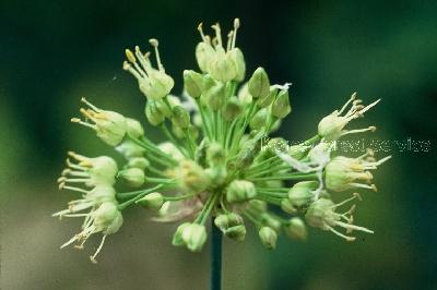 Plant Illustration Details