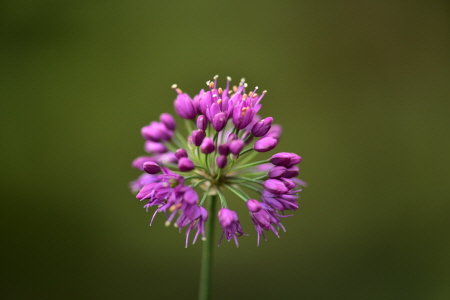 Plant Illustration Details