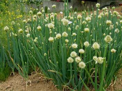 파(Allium fistulosum L.)