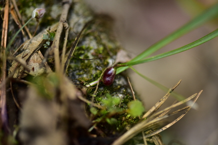 달래(Allium monanthum Maxim.)