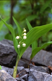 Convallaria keiskei Miq.