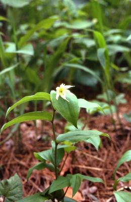 Disporum smilacinum A.Gray