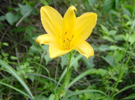 Hemerocallis dumortieri C.Morren