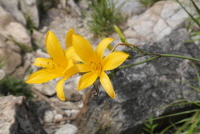 Plant Illustration Details