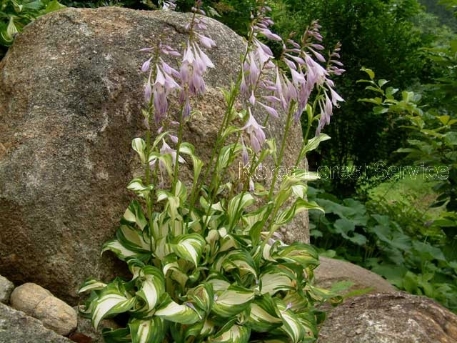 Hosta longipes (Franch. & Sav.) Matsum.