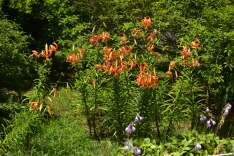 Lilium lancifolium Thunb.