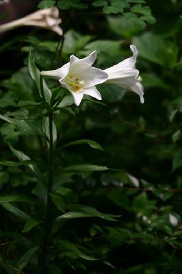 백합(Lilium longiflorum Thunb.)