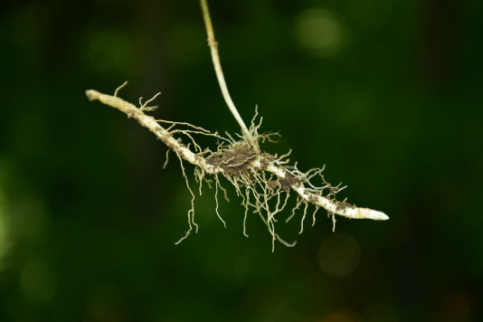 Plant Illustration Details