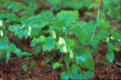 Plant Illustration Details