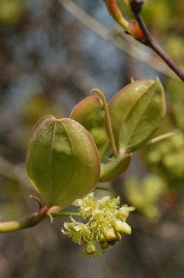 청미래덩굴(Smilax china L.)