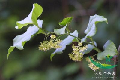 청가시덩굴(Smilax sieboldii Miq.)