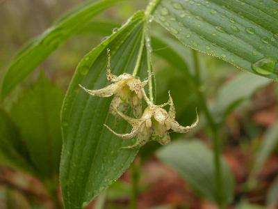 Plant Illustration Details