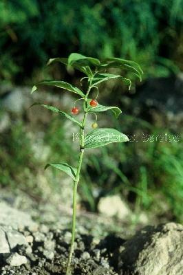 Plant Illustration Details