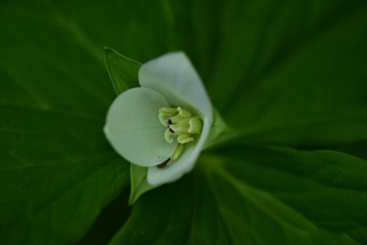 Plant Illustration Details