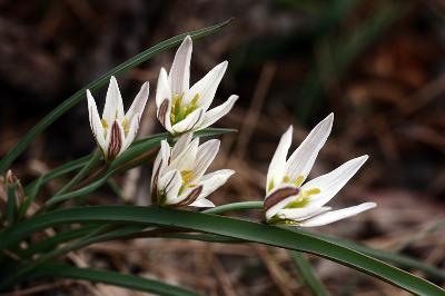 Plant Illustration Details