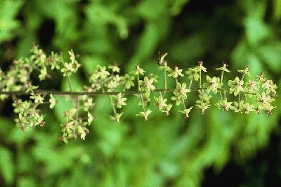 Plant Illustration Details