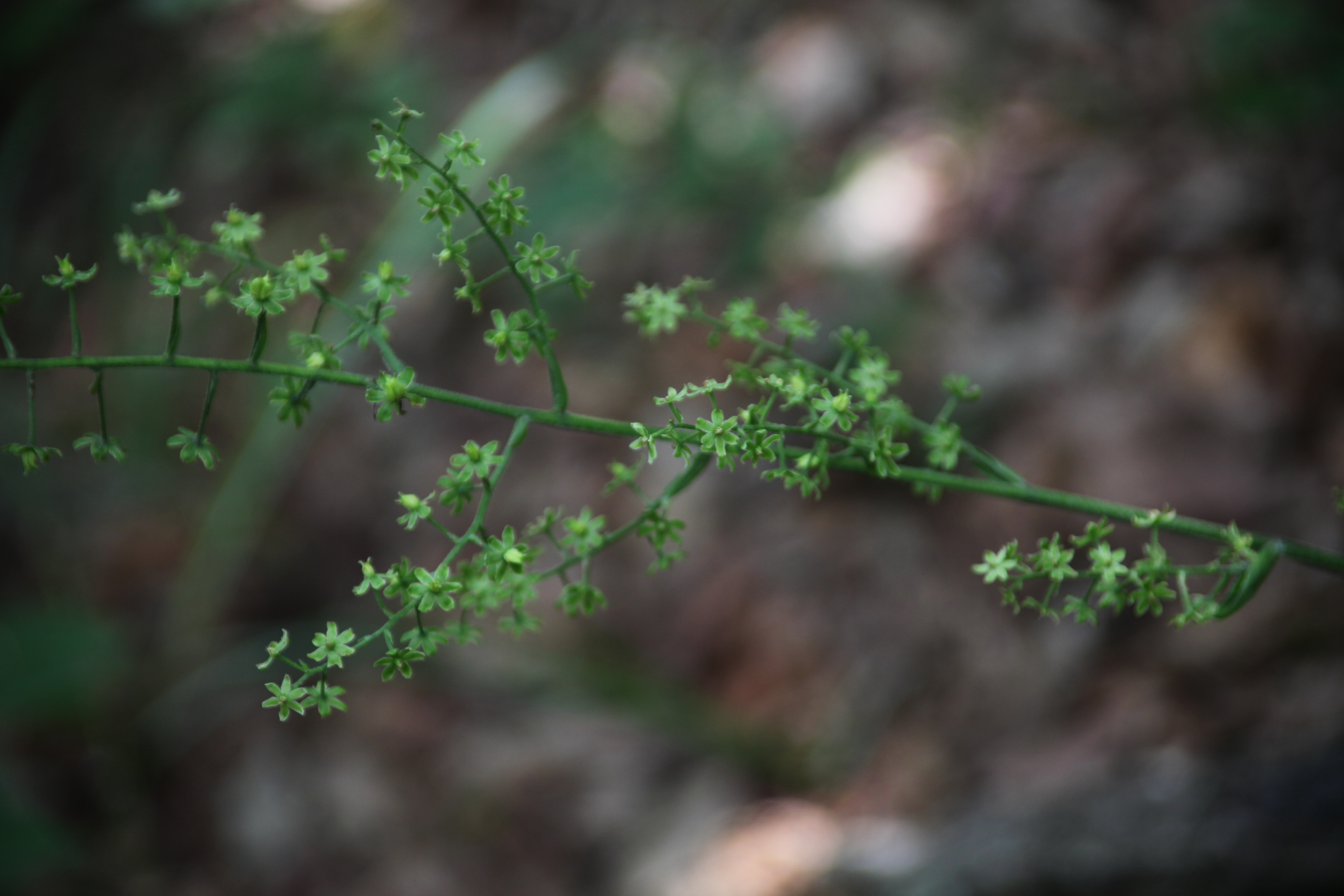 Plant Illustration Details