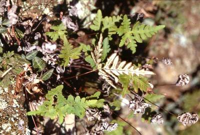 Plant Illustration Details