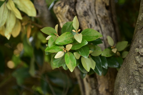 Plant Illustration Details