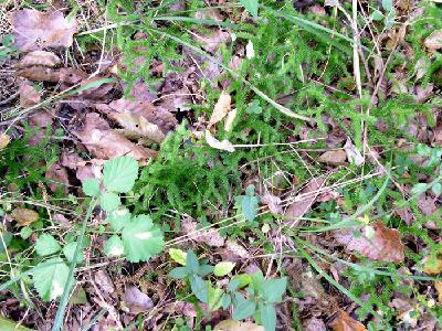 Lycopodium clavatum L.