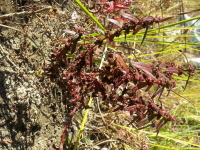 Plant Illustration Details