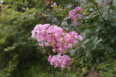 Lagerstroemia indica L.