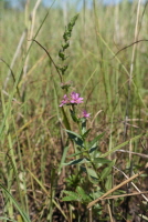 부처꽃(Lythrum salicaria L. subsp. anceps (Koehne) H.Hara)