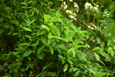 Plant Illustration Details