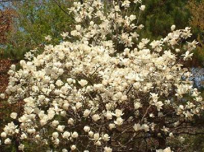 백목련(Magnolia denudata Desr.)