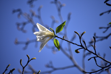 목련(Magnolia kobus DC.)