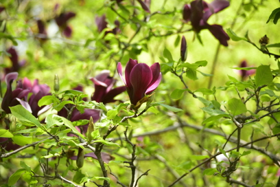 자목련(Magnolia liliiflora Desr.)